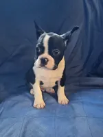 Jaxx, a male Frenchton for sale in Shawano, WI – 2 of 7