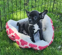 Blizzard , a male French Bulldog and Bugg for sale in Shawano, WI – 3 of 4