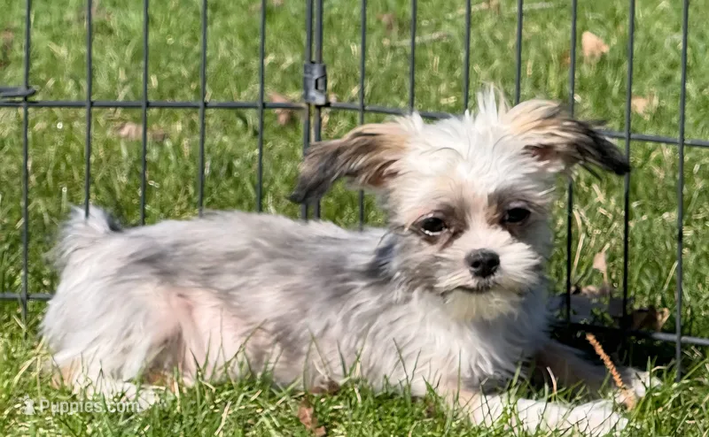Prancer – Shih Tzu, Yorkshire Terrier puppy for sale in Shawano, WI
