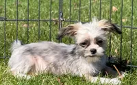 Prancer, a male Shih Tzu and Yorkshire Terrier for sale in Shawano, WI – 1 of 3