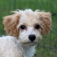 Poppi, a female Bichon Frise and Bichpoo for sale in Shawano, WI – 2 of 5