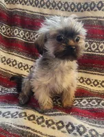 Parker, a male Shih Tzu and Yorkshire Terrier for sale in Shawano, WI – Photo 4 of 4