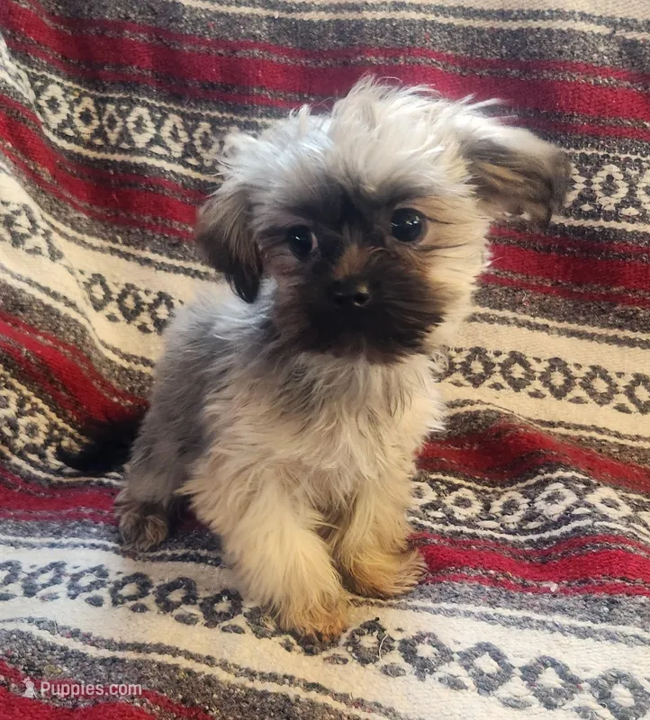 Parker, a male Shih Tzu and Yorkshire Terrier for sale in Shawano, WI – Photo 1 of 4