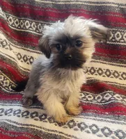 Parker, a male Shih Tzu and Yorkshire Terrier for sale in Shawano, WI – Photo 1 of 4