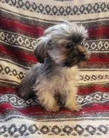 Parker, a male Shih Tzu and Yorkshire Terrier for sale in Shawano, WI – Photo 3 of 4