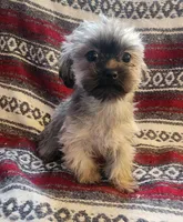 Parker, a male Shih Tzu and Yorkshire Terrier for sale in Shawano, WI – Photo 2 of 4