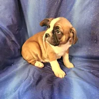 Jinn, a male Frenchton for sale in Shawano, WI – 3 of 8