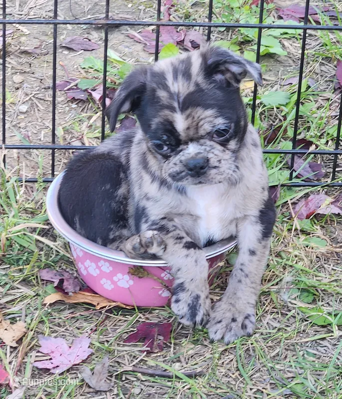 Olive – Boston Terrier, Bugg puppy for sale in Shawano, WI