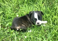 Jebb, a male Frenchton for sale in Shawano, WI – 4 of 7
