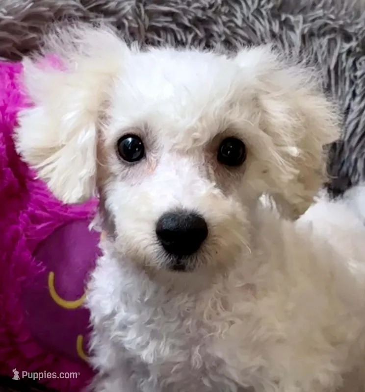 Marry – Bichon Frise, Bichpoo puppy for sale in Shawano, WI