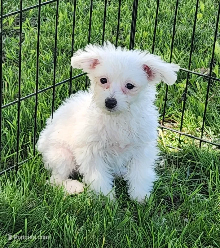 Kato – Bichon Frise, Pomeranian puppy for sale in Shawano, WI