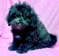 Bri, a female Shihpoo for sale in Shawano, WI – Photo 2 of 2