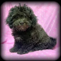 Bri, a female Shihpoo for sale in Shawano, WI – Photo 1 of 2