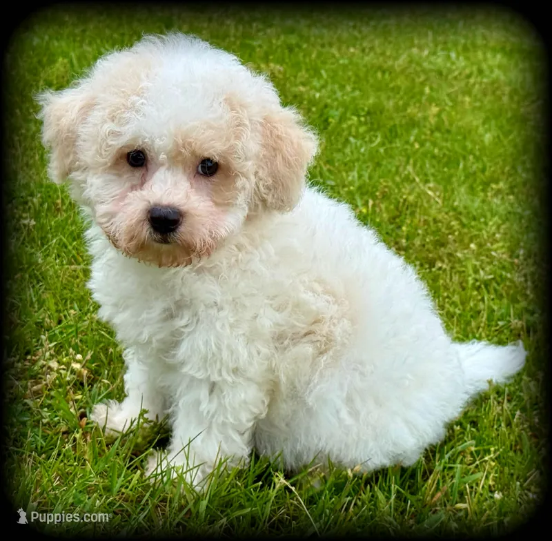 Marty – Bichon Frise, Bichpoo puppy for sale in Shawano, WI