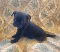 Beans, a male Boston Terrier and Bugg for sale in Shawano, WI – 2 of 3