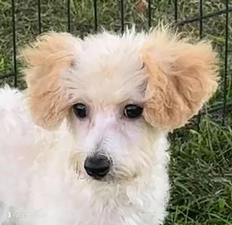 Polli – Bichpoo puppy for sale in Shawano, WI
