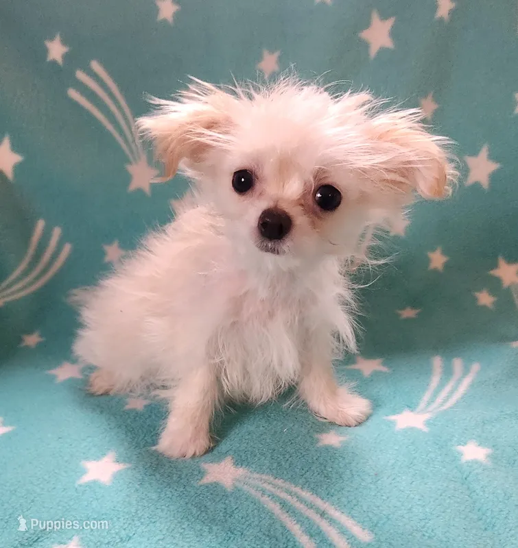 Oryah – Bichon Frise, Chihuahua puppy for sale in Shawano, WI