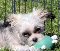 Prancer, a male Shih Tzu and Yorkshire Terrier for sale in Shawano, WI – 2 of 3