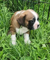 Jinn, a male Frenchton for sale in Shawano, WI – 6 of 8