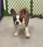 Jamm, a male Frenchton for sale in Shawano, WI – 3 of 5