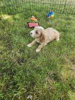 Keebler, a male Cockapoo for sale in Shawano, WI – 2 of 3