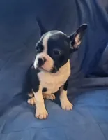 Jaxx, a male Frenchton for sale in Shawano, WI – 4 of 7