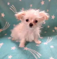 Oryah, a female Bichon Frise and Chihuahua for sale in Shawano, WI – 2 of 4