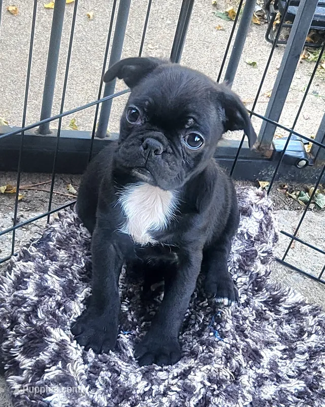 Beans – Boston Terrier, Bugg puppy for sale in Shawano, WI