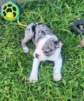 Sparkler, a female Boston Terrier for sale in Shawano, WI – 5 of 6