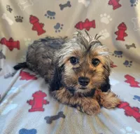 Mack, a male Dachshund and Shih Tzu for sale in Shawano, WI – Photo 2 of 5