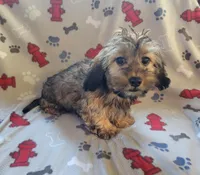 Mack, a male Dachshund and Shih Tzu for sale in Shawano, WI – Photo 3 of 5