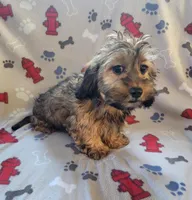 Mack, a male Dachshund and Shih Tzu for sale in Shawano, WI – Photo 4 of 5