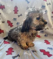 Mack, a male Dachshund and Shih Tzu for sale in Shawano, WI – Photo 5 of 5