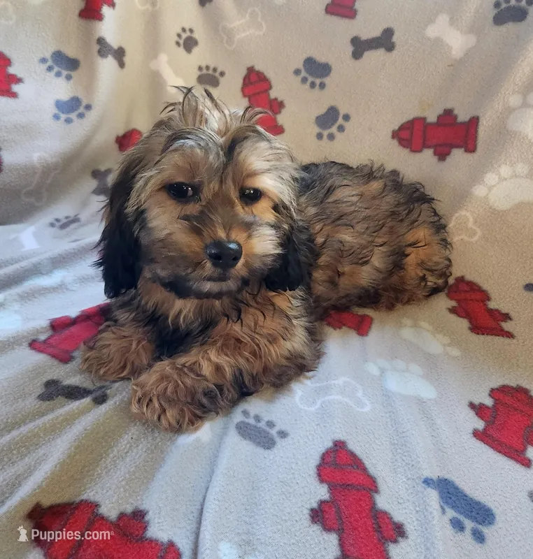 Mack – Dachshund, Shih Tzu puppy for sale in Shawano, WI