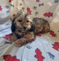 Mack, a male Dachshund and Shih Tzu for sale in Shawano, WI – Photo 1 of 5