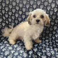 Tiller, a male Bichon Frise and Shih Tzu for sale in Shawano, WI – 2 of 4