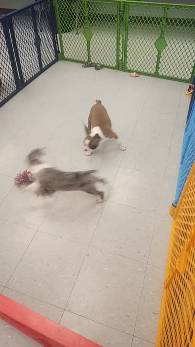 Jamm, a male Frenchton for sale in Shawano, WI – 5 of 5