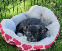 Blizzard , a male French Bulldog and Bugg for sale in Shawano, WI – 4 of 4