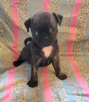 Lady bug, a female Boston Terrier and Bugg for sale in Shawano, WI – 2 of 3