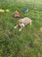 Keebler, a male Cockapoo for sale in Shawano, WI – 3 of 3