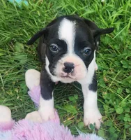 Jebb, a male Frenchton for sale in Shawano, WI – 5 of 7