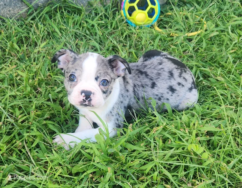Sparkler – Boston Terrier puppy for sale in Shawano, WI