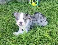 Sparkler, a female Boston Terrier for sale in Shawano, WI – 1 of 6