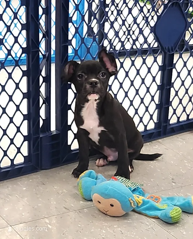 Blizzard  – French Bulldog, Bugg puppy for sale in Shawano, WI