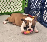 Jamm, a male Frenchton for sale in Shawano, WI – 4 of 5