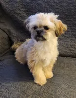 Dusty, a male Maltipoo and Shih Tzu for sale in Shawano, WI – Photo 2 of 4