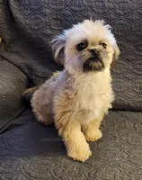 Dusty, a male Maltipoo and Shih Tzu for sale in Shawano, WI – Photo 3 of 4