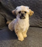 Dusty, a male Maltipoo and Shih Tzu for sale in Shawano, WI – Photo 1 of 4