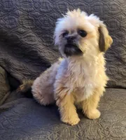 Dusty, a male Maltipoo and Shih Tzu for sale in Shawano, WI – Photo 4 of 4