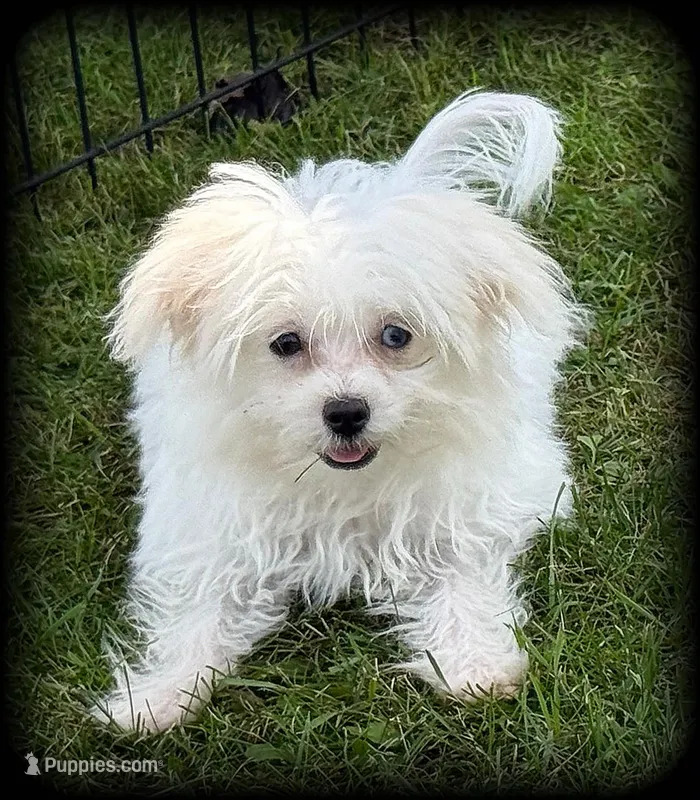 Prada – Chihuahua, Maltese puppy for sale in Shawano, WI